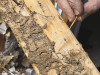 Wood Pest Infestation Inspections